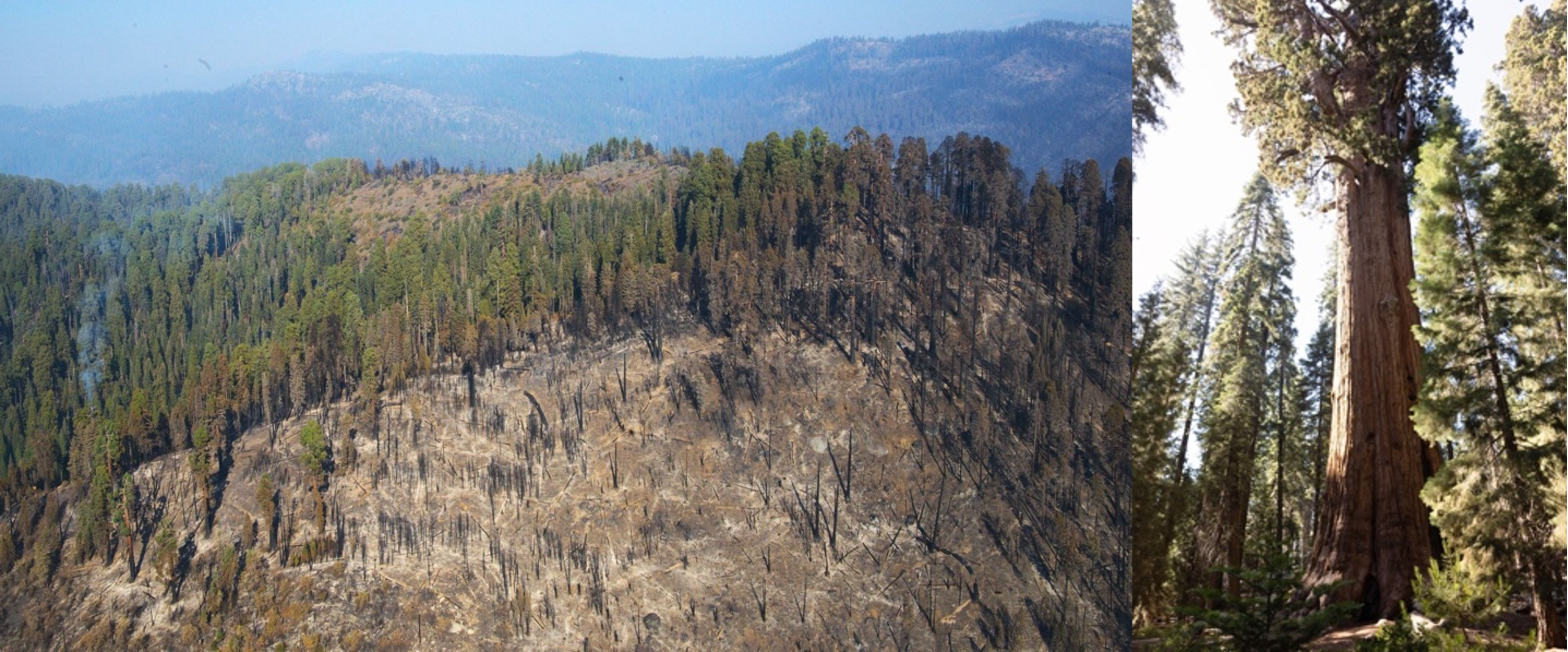 NASA-Funded Study Shows How Controlled Burns Help Sequoias Survive Wildfires